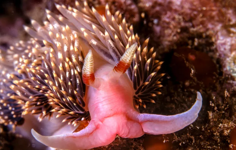 Récif corallien et vie marine