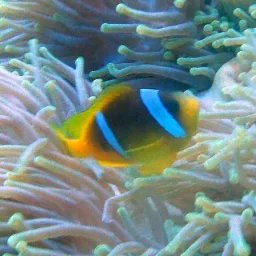 Poisson-clown à deux bandes