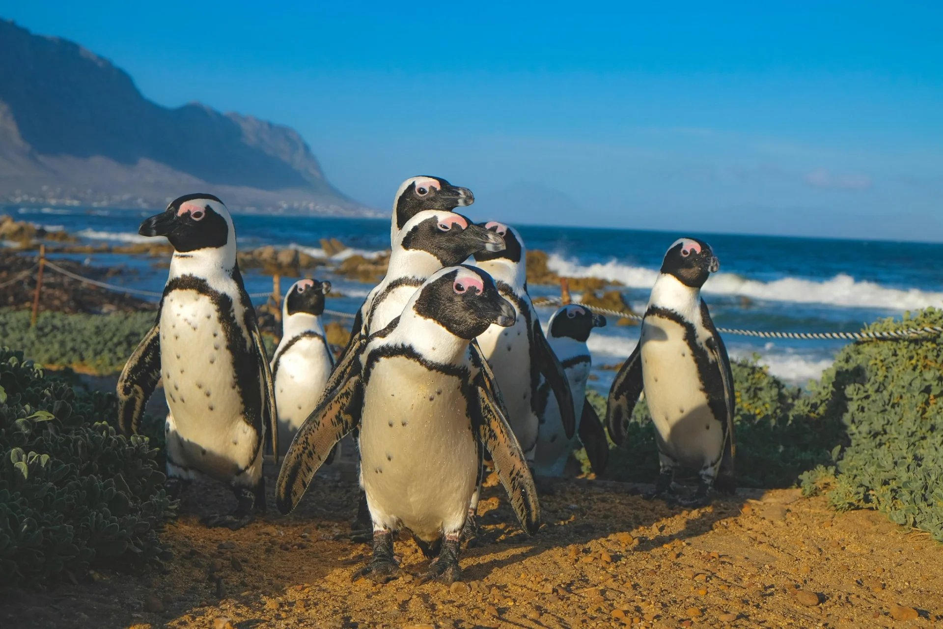 Afrique du Sud