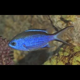 Chromis bleu