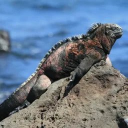 Iguane marin des Galápagos
