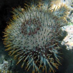 Étoile de mer couronne d'épines
