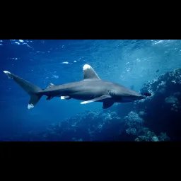 Requin océanique