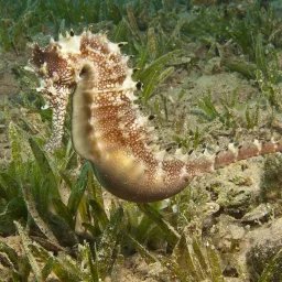 Hippocampe de Jayakar