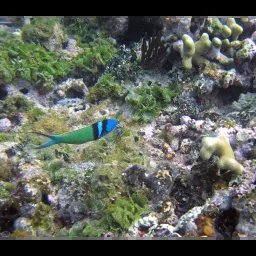 Girelle à tête bleue