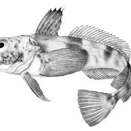 Poisson des glaces antarctique