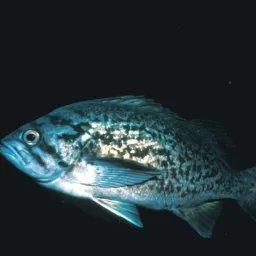 Sébaste bleu