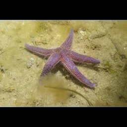 Étoile de mer commune