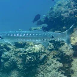 Grand barracuda