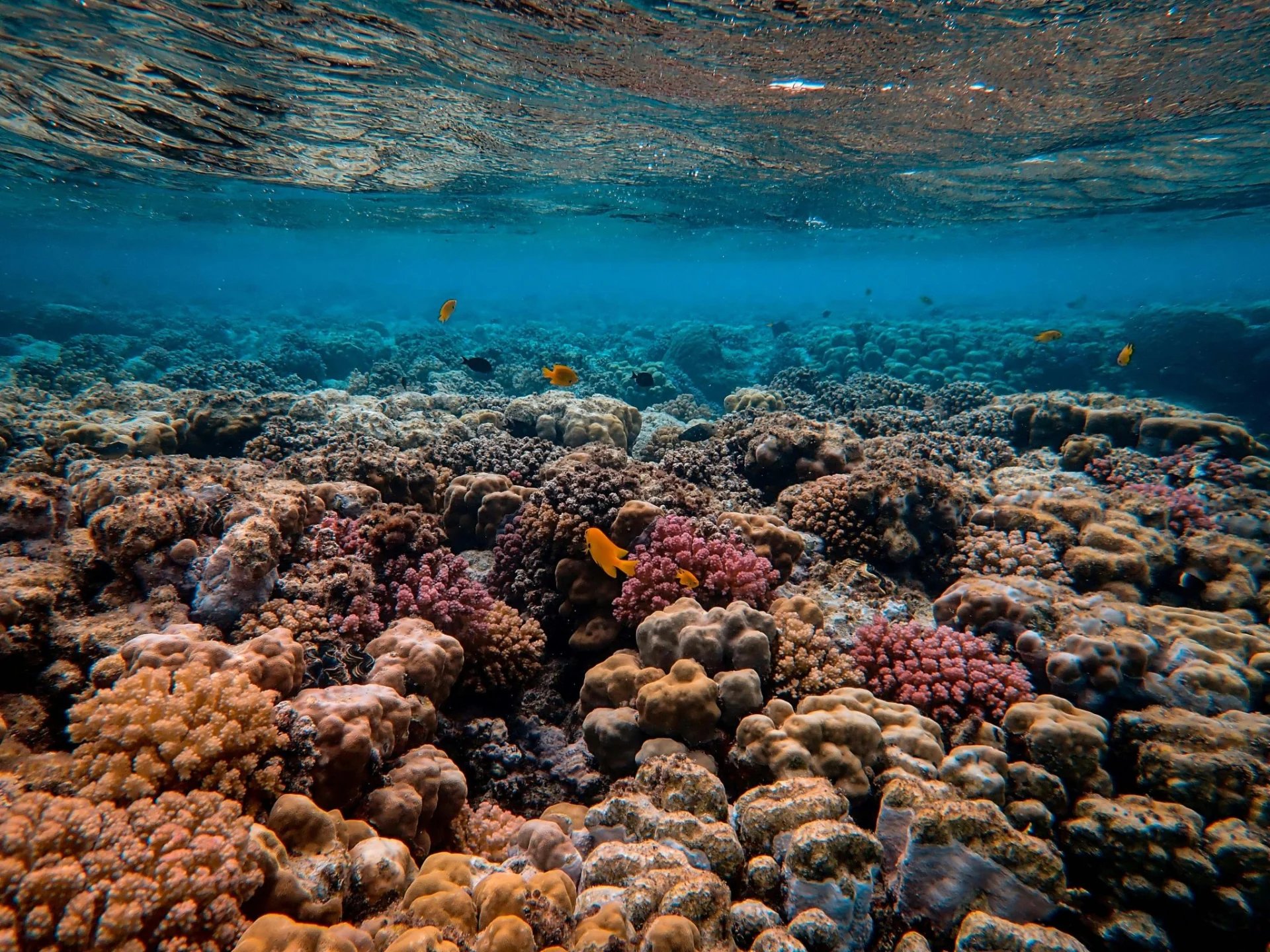 Raja Ampat - Francesco Ungaro