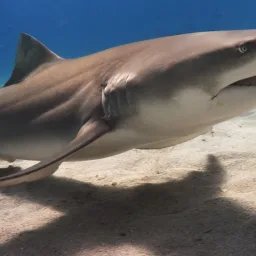 Requin citron