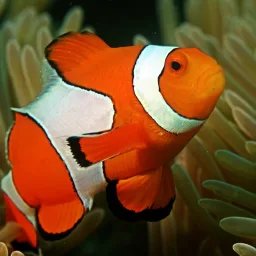 Poisson-clown ocellé
