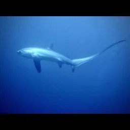 Requin-renard