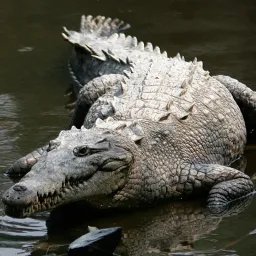 Crocodile américain à Cuba