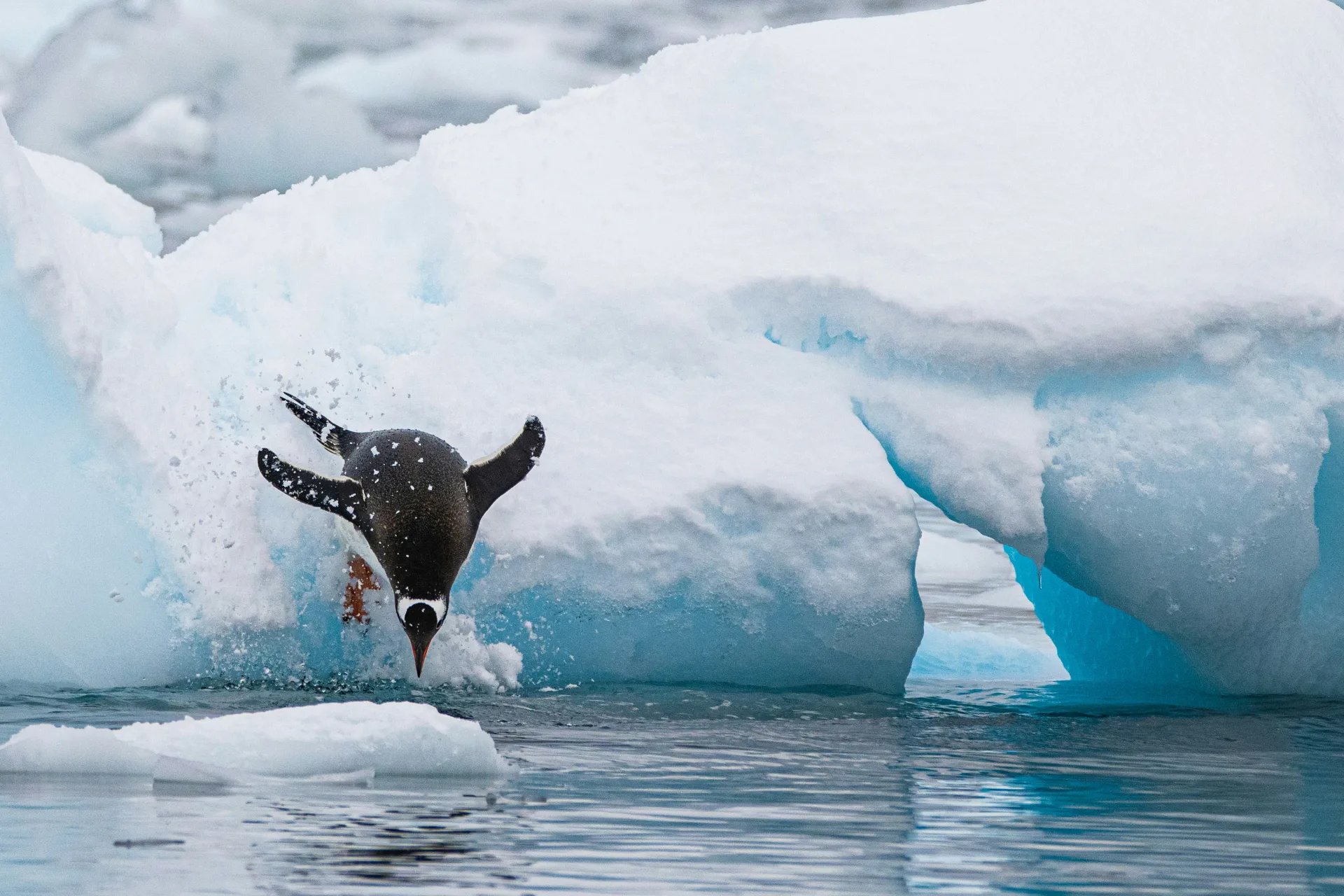 Antarctique