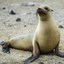Otarie des Galápagos