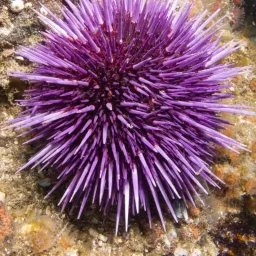 Oursin violet du Pacifique