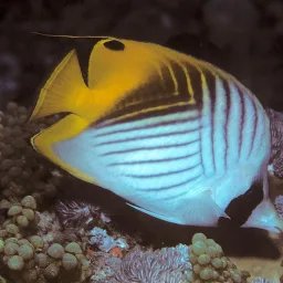 Poisson-papillon