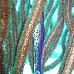 Poisson-trompette