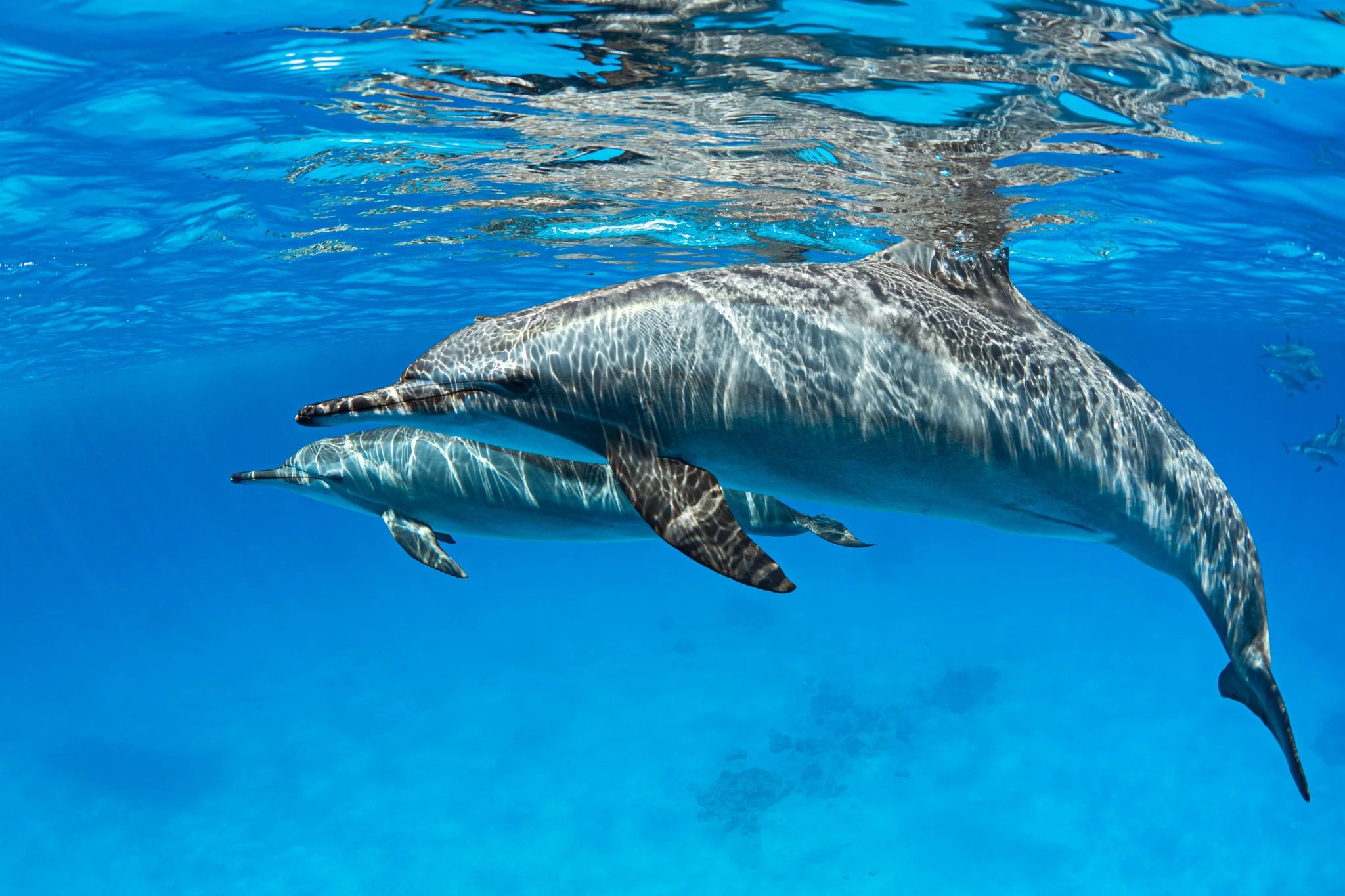 Pascal van de Vendel, Dolphins