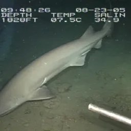 Requin griset