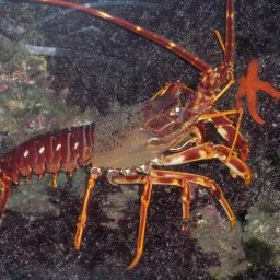 Langouste rouge