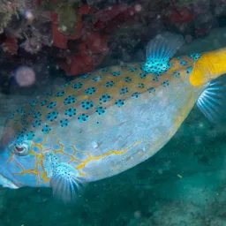 Poisson-coffre jaune