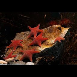 Étoile de mer antarctique