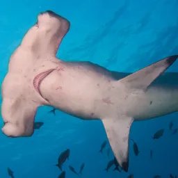 Requin-marteau