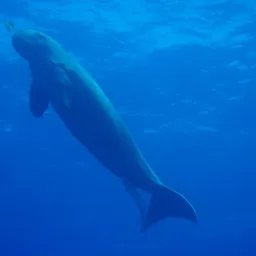 Dugong