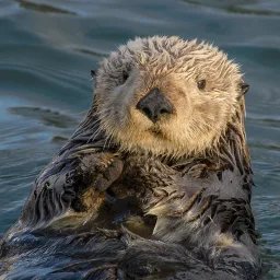Loutre de mer