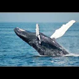 Baleine à bosse