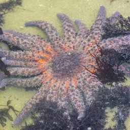 Étoile de mer tournesol