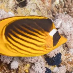 Poisson-papillon de mer Rouge