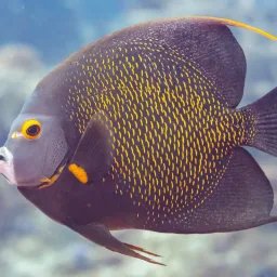 Poisson-ange français