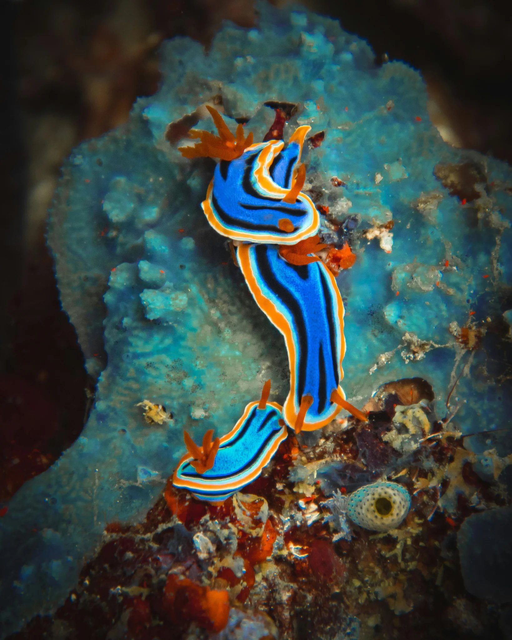 Mikhail Preobrazhenskiy, Nudibranch