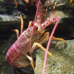 Langouste de Nouvelle-Zélande