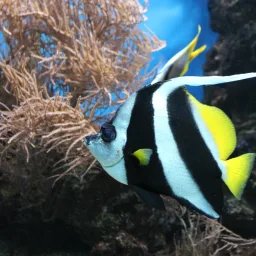 Poisson-papillon cocher