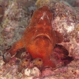 Poisson-grenouille