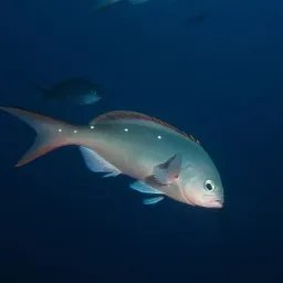 Girelle créole du Pacifique