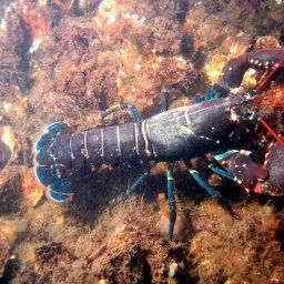 Homard européen
