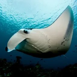 Raie manta de récif