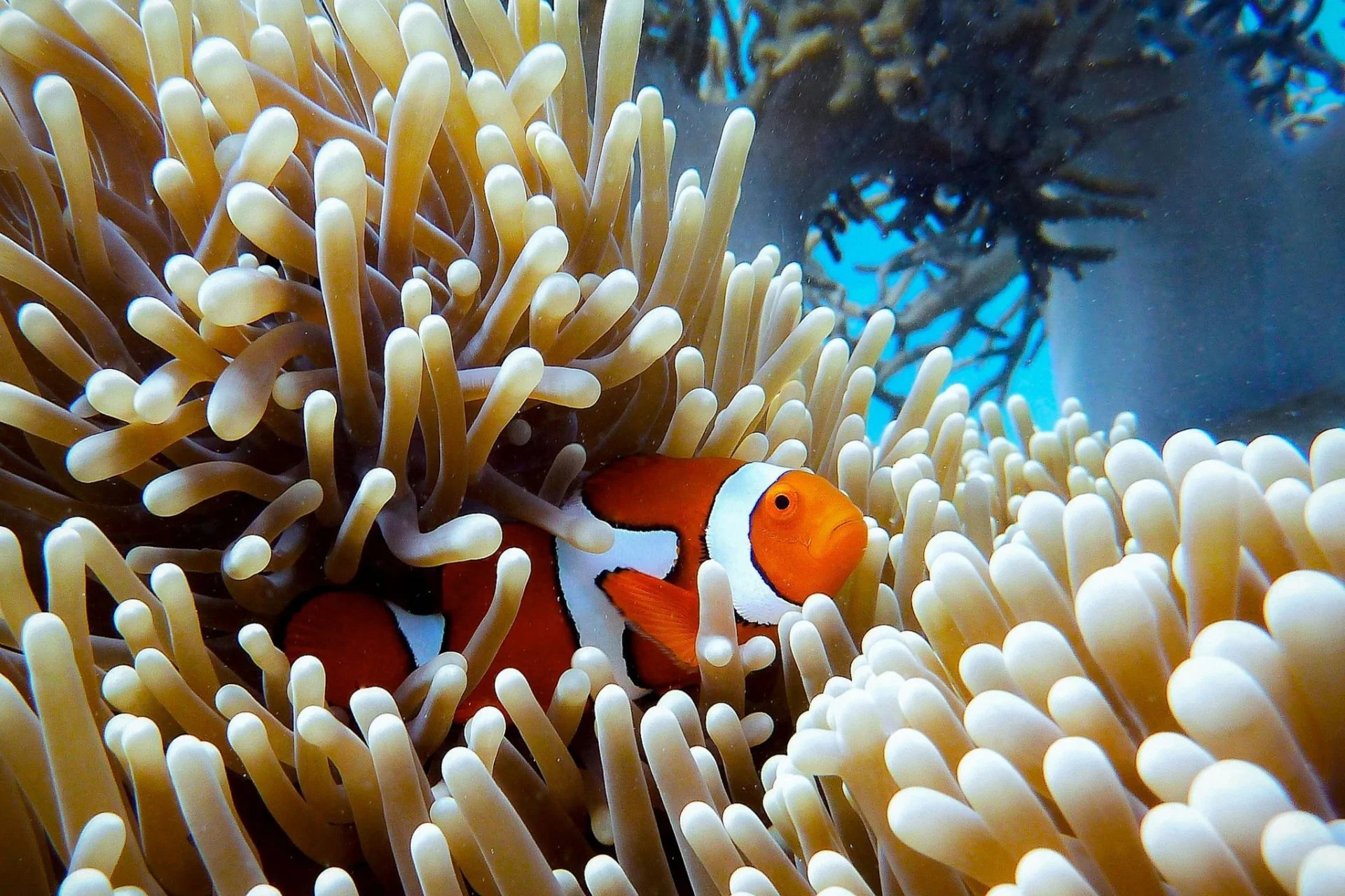 Giorgia doglioni, clown fish