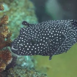 Poisson-globe pintade
