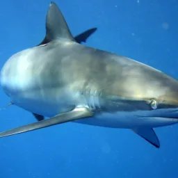 Requin soyeux