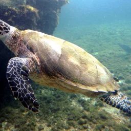 Tortue imbriquée