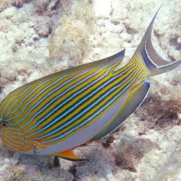 Chirurgien clown