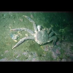 Crabe royal