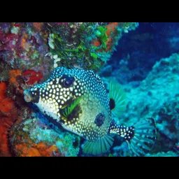 Poisson-coffre lisse
