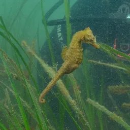 Hippocampe moucheté